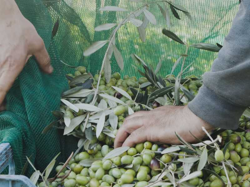 cultivos leñosos