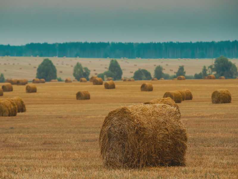 Forrajes empacados en un campo por una empres de agricultura profesional