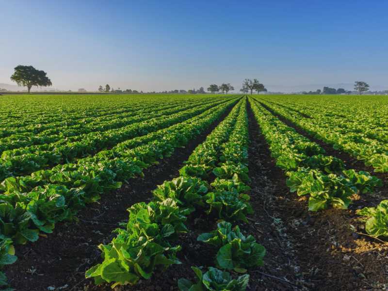 Servicios de agricultura de la empresa agrícola Los Mochuelos