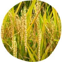 icono de cultivo de cereales de los mochuelos